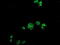 Cytidine/Uridine Monophosphate Kinase 1 antibody, LS-C174313, Lifespan Biosciences, Immunofluorescence image 