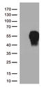 hPD-1 antibody, CF807995, Origene, Western Blot image 