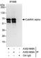 Calcium/calmodulin-dependent protein kinase kinase 1 antibody, A302-668A, Bethyl Labs, Immunoprecipitation image 