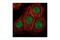 CDC Like Kinase 3 antibody, 3256S, Cell Signaling Technology, Immunocytochemistry image 