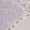 Host cell factor C1 regulator 1 antibody, PA5-63761, Invitrogen Antibodies, Immunohistochemistry frozen image 