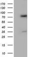 PDIA4 antibody, CF503889, Origene, Western Blot image 