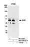 Chromobox 8 antibody, NB110-38870, Novus Biologicals, Western Blot image 
