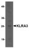 Killer cell lectin-like receptor 3 antibody, LS-C82913, Lifespan Biosciences, Western Blot image 