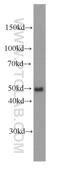 CD14 antibody, 60253-1-Ig, Proteintech Group, Western Blot image 
