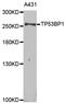 p53BP1 antibody, orb178635, Biorbyt, Western Blot image 