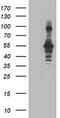 CCM2 Scaffold Protein antibody, LS-C799381, Lifespan Biosciences, Western Blot image 