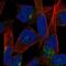 JAM-2 antibody, NBP2-58727, Novus Biologicals, Immunofluorescence image 