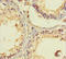 Spermatogenesis Associated 46 antibody, LS-C377742, Lifespan Biosciences, Immunohistochemistry paraffin image 