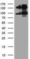 Dipeptidyl Peptidase 9 antibody, CF504020, Origene, Western Blot image 