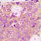Sphingosine kinase 2 antibody, LS-C368517, Lifespan Biosciences, Immunohistochemistry frozen image 