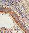 Major Vault Protein antibody, abx032736, Abbexa, Flow Cytometry image 