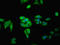 Family With Sequence Similarity 71 Member A antibody, LS-C378025, Lifespan Biosciences, Immunofluorescence image 