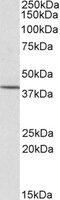 Cytohesin 1 Interacting Protein antibody, MBS421155, MyBioSource, Western Blot image 