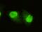Lysine-specific demethylase 5C antibody, A02849, Boster Biological Technology, Immunofluorescence image 