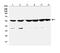 Cytochrome P450 Family 2 Subfamily B Member 6 antibody, A00861-2, Boster Biological Technology, Western Blot image 
