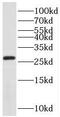 Receptor expression-enhancing protein 2 antibody, FNab07230, FineTest, Western Blot image 
