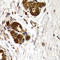 Cathepsin S antibody, LS-C348945, Lifespan Biosciences, Immunohistochemistry frozen image 