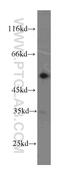 LYN Proto-Oncogene, Src Family Tyrosine Kinase antibody, 60211-1-Ig, Proteintech Group, Western Blot image 