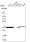 Sideroflexin 1 antibody, HPA063745, Atlas Antibodies, Western Blot image 
