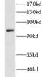 Cytoskeleton-associated protein 2-like antibody, FNab01724, FineTest, Western Blot image 
