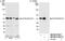 Ataxin-10 antibody, NB100-57492, Novus Biologicals, Immunoprecipitation image 