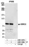 ERCC Excision Repair 3, TFIIH Core Complex Helicase Subunit antibody, A301-336A, Bethyl Labs, Immunoprecipitation image 
