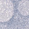 Reelin antibody, AMAb91365, Atlas Antibodies, Immunohistochemistry frozen image 