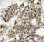 Erk1 antibody, AP0235, ABclonal Technology, Immunohistochemistry paraffin image 