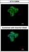 Sentrin-specific protease 2 antibody, LS-C186159, Lifespan Biosciences, Immunocytochemistry image 