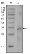 Coagulation Factor VIII antibody, AM06283SU-N, Origene, Western Blot image 