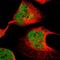 E1A Binding Protein P300 antibody, HPA004112, Atlas Antibodies, Immunofluorescence image 