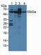 Ataxin 10 antibody, LS-C712370, Lifespan Biosciences, Western Blot image 