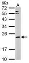 Complexin-3 antibody, PA5-32059, Invitrogen Antibodies, Western Blot image 
