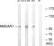 Glutamate Ionotropic Receptor NMDA Type Subunit 1 antibody, LS-C117765, Lifespan Biosciences, Western Blot image 