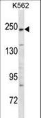 Kinase D Interacting Substrate 220 antibody, LS-C165510, Lifespan Biosciences, Western Blot image 
