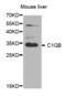 Complement C1q subcomponent subunit B antibody, abx004082, Abbexa, Western Blot image 
