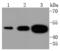Coagulation Factor III, Tissue Factor antibody, A00342-1, Boster Biological Technology, Western Blot image 
