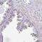 Deltex E3 Ubiquitin Ligase 4 antibody, NBP2-32448, Novus Biologicals, Immunohistochemistry frozen image 