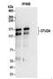 OTU Deubiquitinase 4 antibody, NBP2-37689, Novus Biologicals, Immunoprecipitation image 