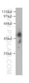 Sialic Acid Binding Ig Like Lectin 6 antibody, 13454-1-AP, Proteintech Group, Western Blot image 