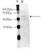 Type-1A angiotensin II receptor antibody, ADI-905-743-100, Enzo Life Sciences, Western Blot image 