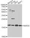 N(Alpha)-Acetyltransferase 50, NatE Catalytic Subunit antibody, LS-C746839, Lifespan Biosciences, Western Blot image 