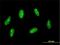 Sin3A Associated Protein 30 antibody, H00008819-M02, Novus Biologicals, Immunocytochemistry image 
