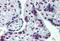 Cullin 9 antibody, MBS245581, MyBioSource, Immunohistochemistry paraffin image 