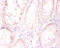 Protein FAM110B antibody, LS-C285498, Lifespan Biosciences, Immunohistochemistry paraffin image 