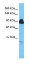 Scm-like with four MBT domains protein 1 antibody, orb327272, Biorbyt, Western Blot image 