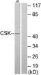 C-Src kinase antibody, TA312151, Origene, Western Blot image 
