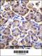 Mitochondrial Ribosomal Protein S12 antibody, 56-556, ProSci, Immunohistochemistry paraffin image 