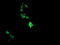 RAB37, Member RAS Oncogene Family antibody, LS-C787546, Lifespan Biosciences, Immunofluorescence image 